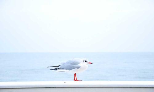 百科1